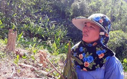 Đã tìm ra 8 người phá hoại hàng nghìn cây keo lá tràm của nông dân