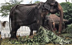 Sri Lanka: "Cụ voi" sống hơn 7 thập kỷ, gầy trơ xương vẫn bị bắt phục vụ lễ hội suốt 10 đêm