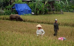 Bình yên trở lại trên đỉnh Pú Nhi