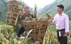 Lào Cai: Trồng chuối tiêu, trồng quả trăm mắt nhà nông làm giàu