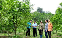 Phúc Ninh: Vùng quê nơi những vườn cây trái xanh ngút tầm mắt