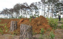 Vụ đầu độc hơn 600 cây thông: Khởi tố, bắt tạm giam 6 đối tượng
