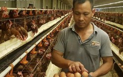 "Đột nhập" trại gà siêu đẻ VietGAP 4 vạn con, lớn nhất đất Nam Định