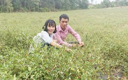 Quảng Bình: Bỏ việc nhà nước, phu thê về quê trồng cây dại đầy gai