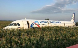 Máy bay chở khách Nga bị chim gây khốn giữa trời, 23 người bị thương