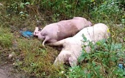 Xót xa "thủ phủ" lợn Đồng Nai: Lợn chết vì dịch tả tăng từng ngày
