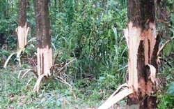Bí thư xã bị tố phá rừng của dân: Chỉ đạo cạo vỏ để cây chết