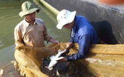 Lâm Đồng: Ly kỳ chuyện ươm loài cá quý hiếm trong ao lót bạt