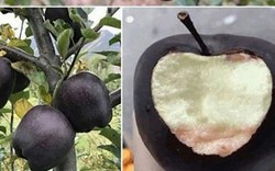 Giới nhiều tiền chi nửa triệu bạc mua một trái táo "đen như than"