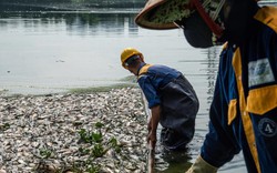 Cá chết hàng loạt, bốc mùi nồng nặc ở hồ Công viên Yên Sở