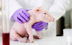 Nội tạng lợn sắp được ghép trong cơ thể người