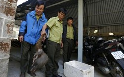Khủng: Một cán bộ bắt được con tê tê 6kg, giao nộp kiểm lâm