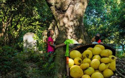 "Cụ" thị khủng 200 tuổi vẫn "đẻ sòn sòn" trái chín vàng, thơm nức