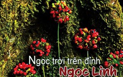 Thứ hạt đỏ đẹp mê hoặc ví như ngọc trời trên đỉnh Ngọc Linh