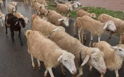 Người đàn ông Ấn Độ được bồi thường 71 con cừu vì vợ ngoại tình