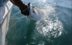 Mỹ: Đang mừng vì câu được cá gần 1 tạ, bất ngờ đối mặt "hung thần đại dương" phía sau