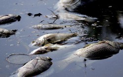 Lý giải nguyên nhân cá chết hàng loạt ở hồ Trúc Bạch, Yên Sở