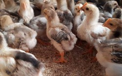 Phú Thọ: Sẽ trao lại 5.700 gà cho dân sau vụ "hỗ trợ gà nhiễm dịch"