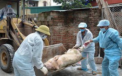Chặn dịch tả lợn châu Phi: Đợi phát hiện ổ dịch thì đã muộn