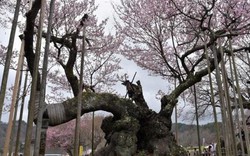 "Báu vật" 1800 tuổi của Nhật: "Cụ" anh đào khủng đẹp nhất thế giới