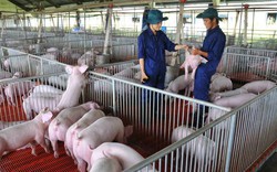 Giá heo hơi hôm nay 24/8: Giá 50.000 đ/kg, khan hàng, hết heo đẹp