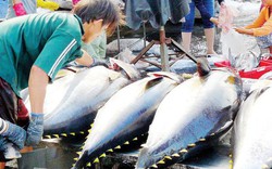 Xuất khẩu cá ngừ đảo chiều: Mỹ xếp đầu bảng, ASEAN cũng "ăn mạnh"