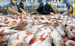 Giá cá tra sụt giảm, cổ phiếu DN cá tra lại tăng trưởng… âm