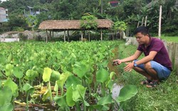 Biến ruộng thành ao, làm giàu nhờ nuôi con mỗi lần đẻ cả trăm trứng