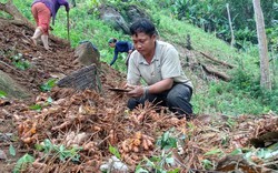 Mang củ lạ "dúi" trên đất núi, 1 năm sau quay lên đào bán ra tiền