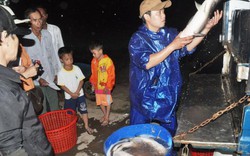 Xem người dân Thừa Thiên Huế bắt cá, tôm vượt lũ