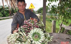 Săn "lộc rừng" đầy hạt, quả màu tím đẹp lạ, kiếm trăm triệu mỗi năm