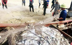 Thả lưới trúng hàng tấn cá bạc má, về bờ đã có người mua giá cao