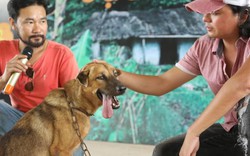 Đạo diễn chọn thêm 2 chú chó thuần chủng Việt để hỗ trợ "Cậu Vàng"