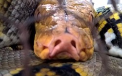 Bí ẩn loài rắn "sát thủ" khổng lồ "Nưa 9 lỗ mũi" cực độc ở Việt Nam