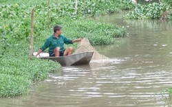 Bắc Giang: Ẩn họa sông ngòi tràn lan loài cá da nhám, đen xì, có con to như bắp chân