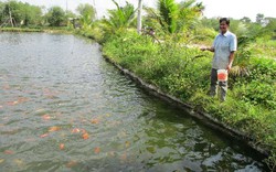 Đà Nẵng: Muốn giàu nuôi cá, muốn khá dân ở đây cũng nuôi cá