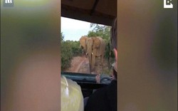 Hướng dẫn viên đuổi voi bằng hành động khó tin