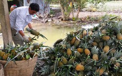 Đồng Tháp Mười: Giá khóm tăng cao nhất 2 năm qua, nông dân lãi đậm