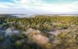 Rừng Amazon không phải là “lá phổi xanh” của thế giới?