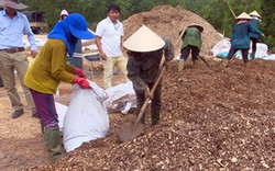 200 triệu tấn chất thải hữu cơ: Đem làm phân bón, biến "mỏ vàng"