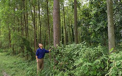 Bắc Giang: Chuyện 55 cây vàng và kỳ tích lão nông Đầm Lác
