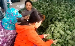 Chuyện lạ An Giang: Thắp điện trồng tía tô lấy lá bán sang Hàn Quốc