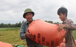 Ảnh, clip: Nông dân Hà Tĩnh thức xuyên đêm gặt lúa chạy bão Podul