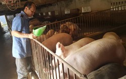 Độc đáo: Mắc màn, tạo “vòng lửa” cứu đàn lợn thoát dịch tả châu Phi