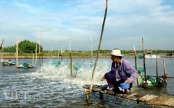 Tự thân con tôm không thể một bước "từ nhà ra cao tốc"