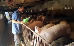 Thịt lợn sạch giá 50.000 đồng/kg hơi vẫn cháy hàng giữa dịch tả