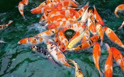 Đà Nẵng: Nuôi loài “quốc ngư" xứ Phù Tang” bán đắt hàng