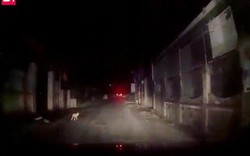Clip: Em bé bò lổm ngổm ra đường giữa đêm khiến tài xế hết hồn