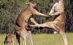 Xem kangaroo đấu boxing để giành bạn tình và vị trí thủ lĩnh