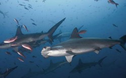 Đàn cá mập sát thủ "bảo vệ” hòn đảo chứa kho báu 1 tỷ USD huyền thoại